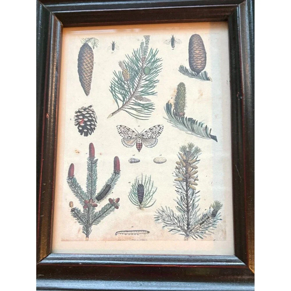 Two Small Decorative Botanical Pine Tree & Cone Prints in Wood Frames